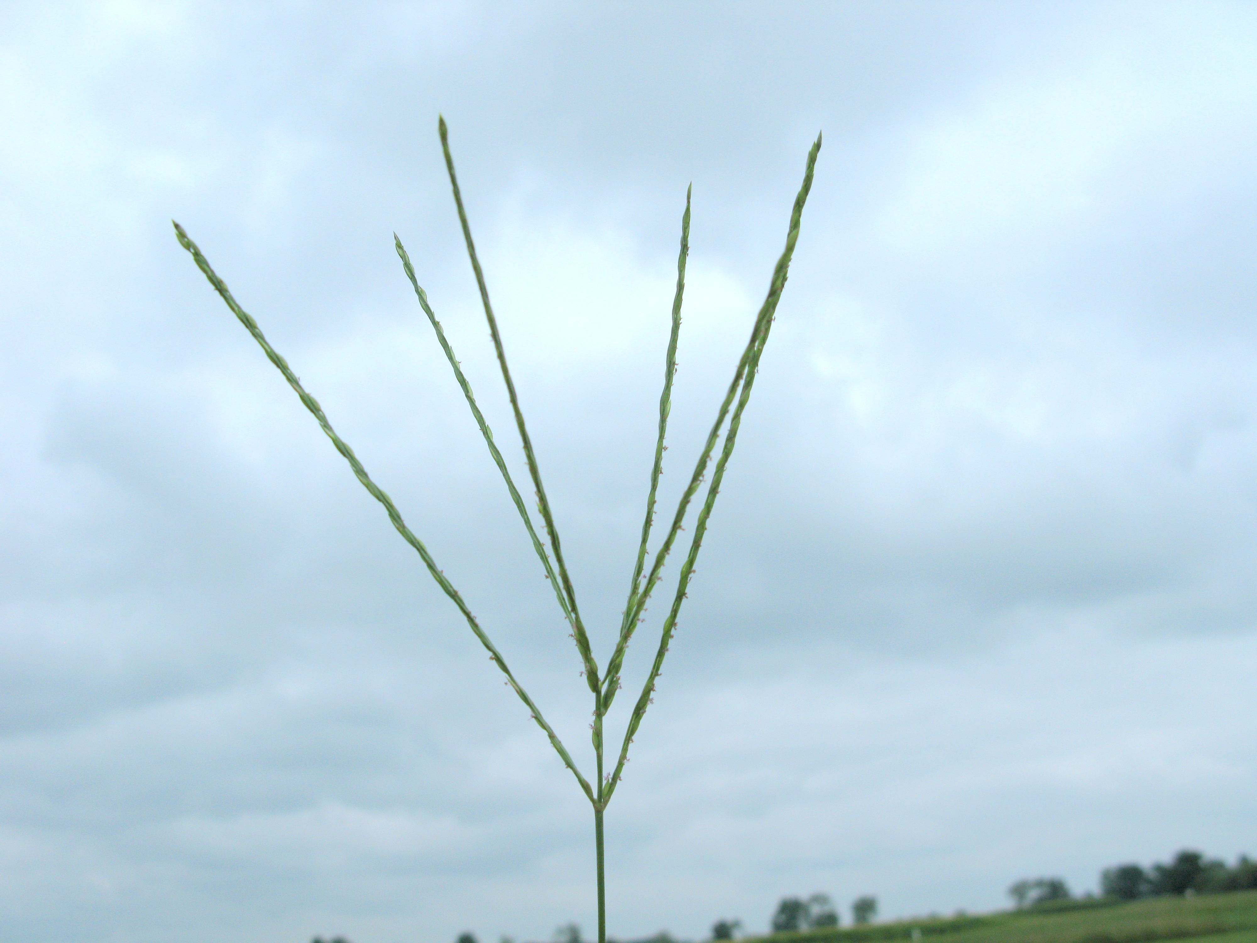 Seedhead structure of large crabgrass.